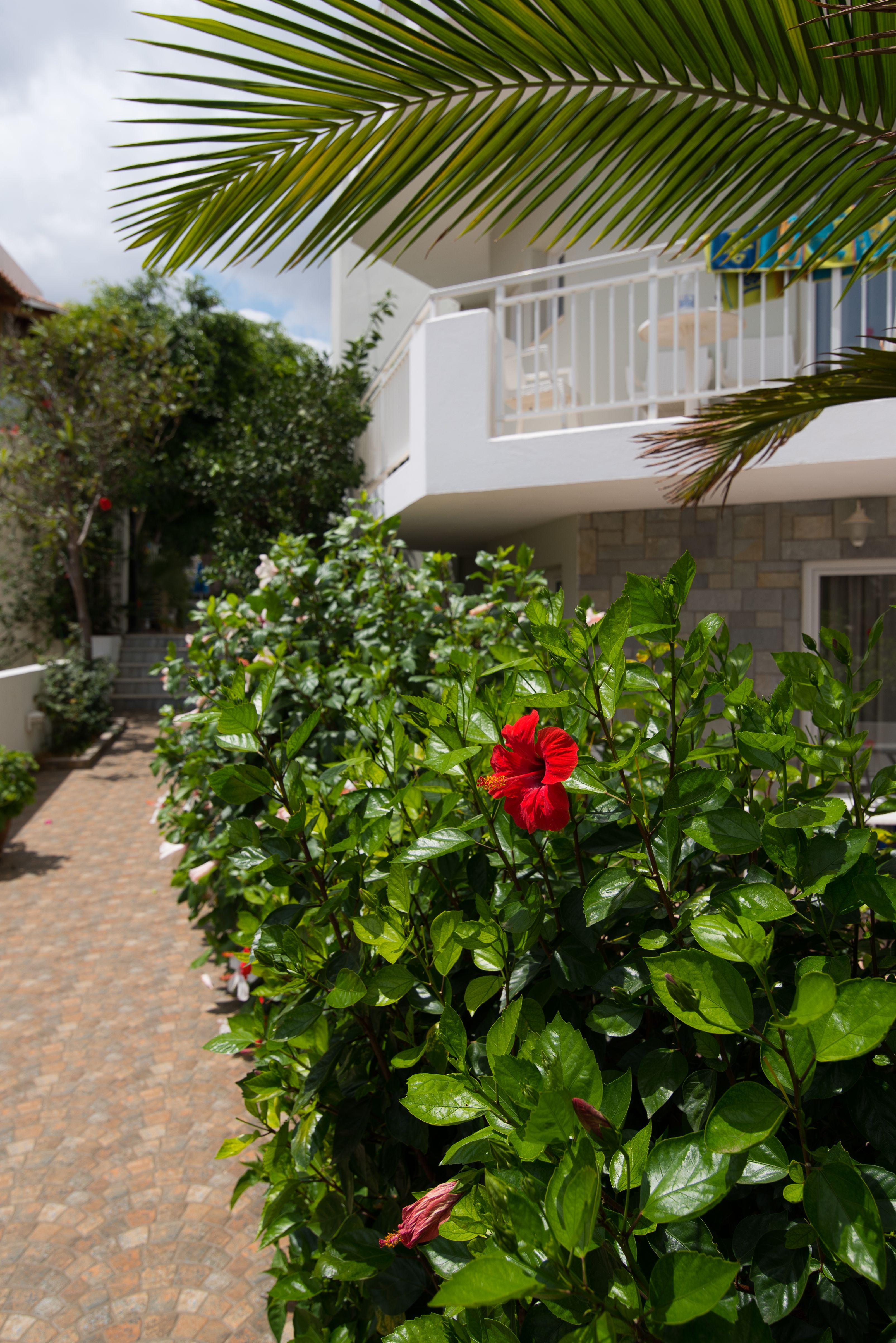 Melissa Apartments, Studios & Suites Malia Exterior foto